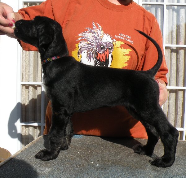 Blk&TanBrindleBoy6wks.jpg - 86.57 K